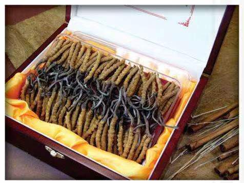 阳朔冬虫夏草回收